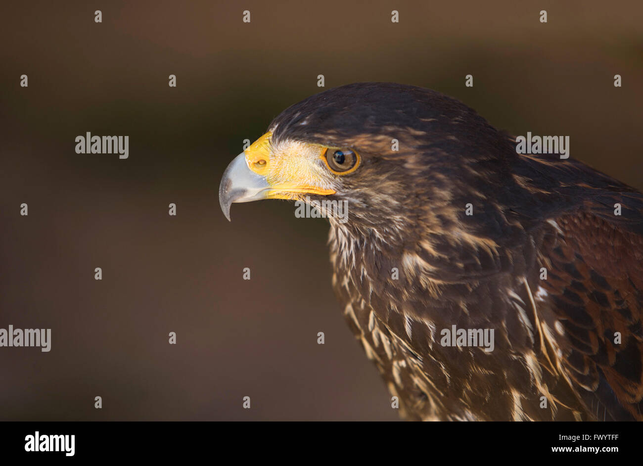 Harris Hawk o Parabuteo unicinctus, a medio-grande rapace che razze da sudovest degli Stati Uniti sud in Cile Foto Stock Harris Hawk o Parabuteo unicinctus, a medio-grande rapace che razze da sudovest degli Stati Uniti sud in Cile Foto Stock
