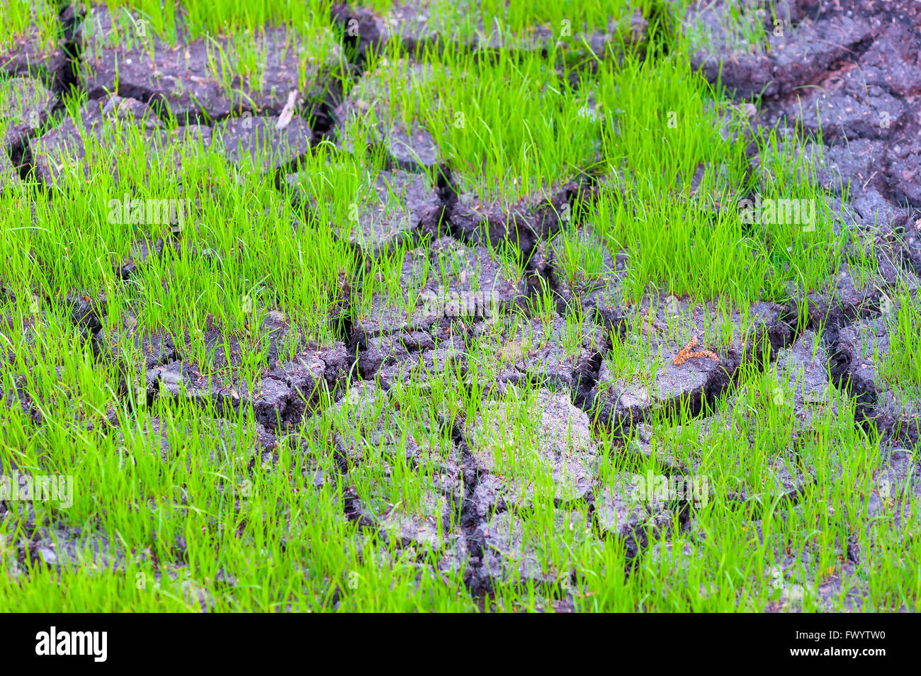 Asciugare incrinato superficie di terra e un numero sempre crescente di erba Foto Stock