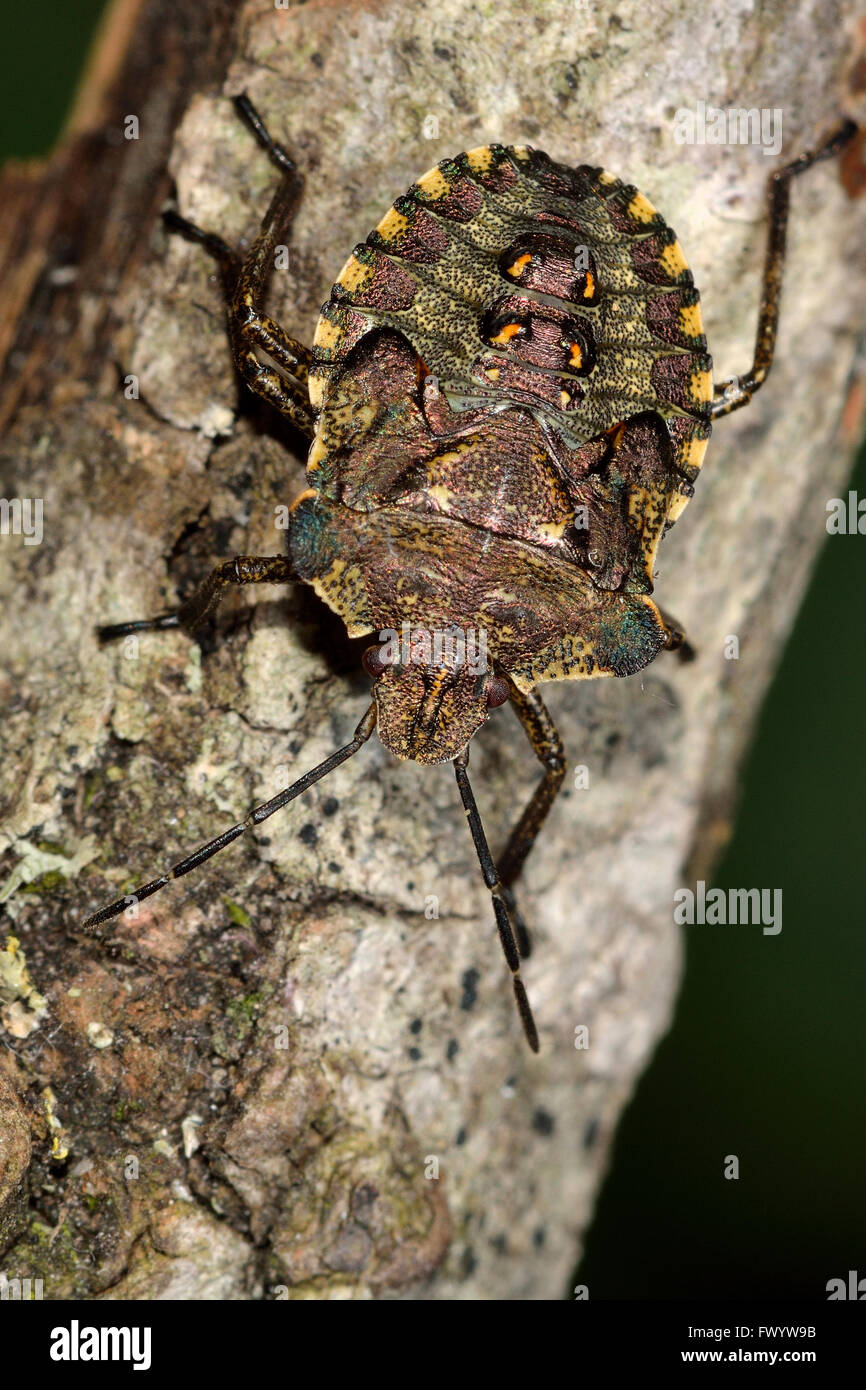 Red-gambe (shieldbug Pentatoma rufipes) finale ninfa instar. Un bambino vero iridescente bug nella famiglia Pentatomidae Foto Stock