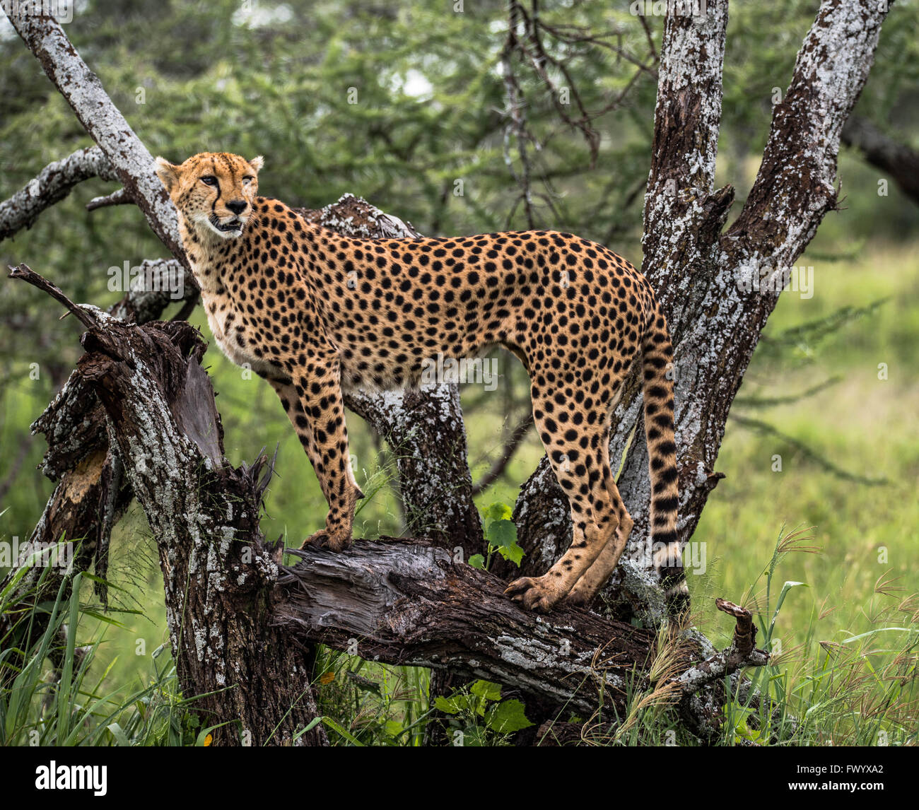 Ghepardo posa per il passaggio di turisti nel Serengeti, Tanzania. Essi sono di solito molto sensibili e timidi Foto Stock