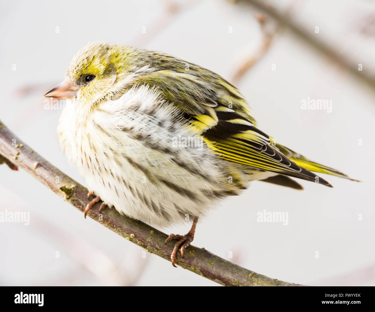 Femmina nera con testa di cardellino (Carduelis spinus) seduto su un ramo di un albero Foto Stock