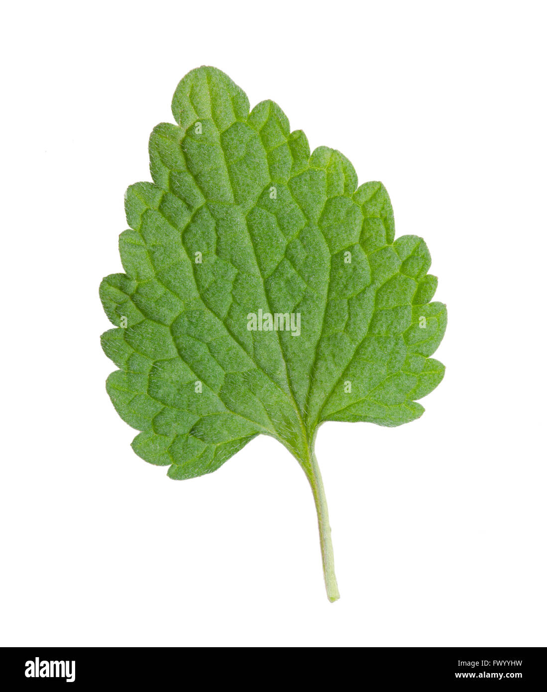 Fresche foglie di ortica isolati su sfondo bianco, spesso utilizzati in alternativa a base di erbe della medicina Foto Stock