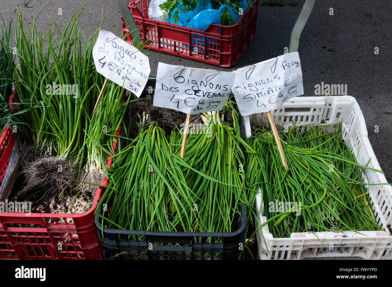 Onion imposta per la vendita su Beziers il mercato dei fiori in Francia. Red Simiane varietà, Cévennes dolce Cipolle e Oignons de Lézignan. Foto Stock