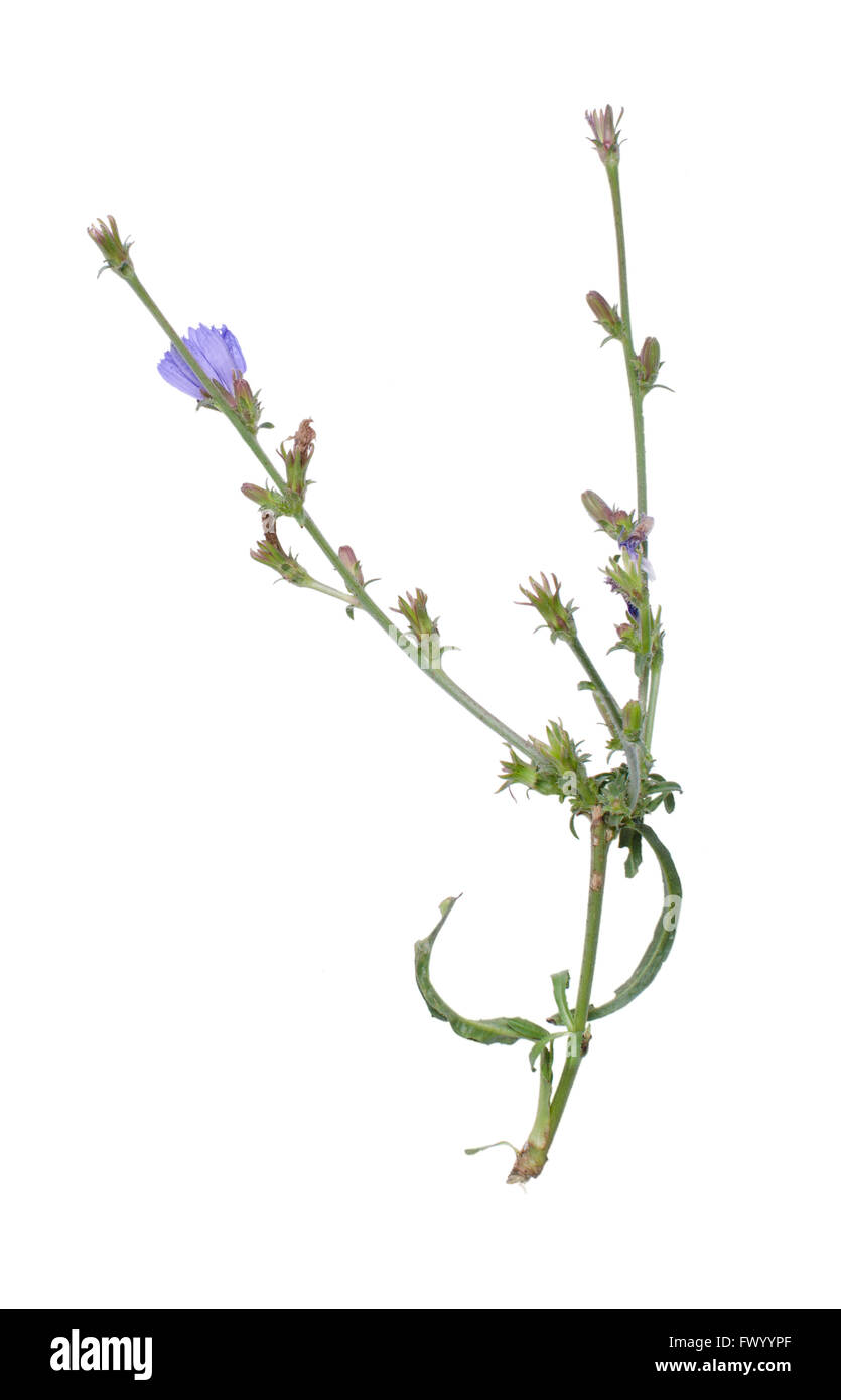 Dettaglio della campana blu fiore contro uno sfondo bianco. Foto Stock