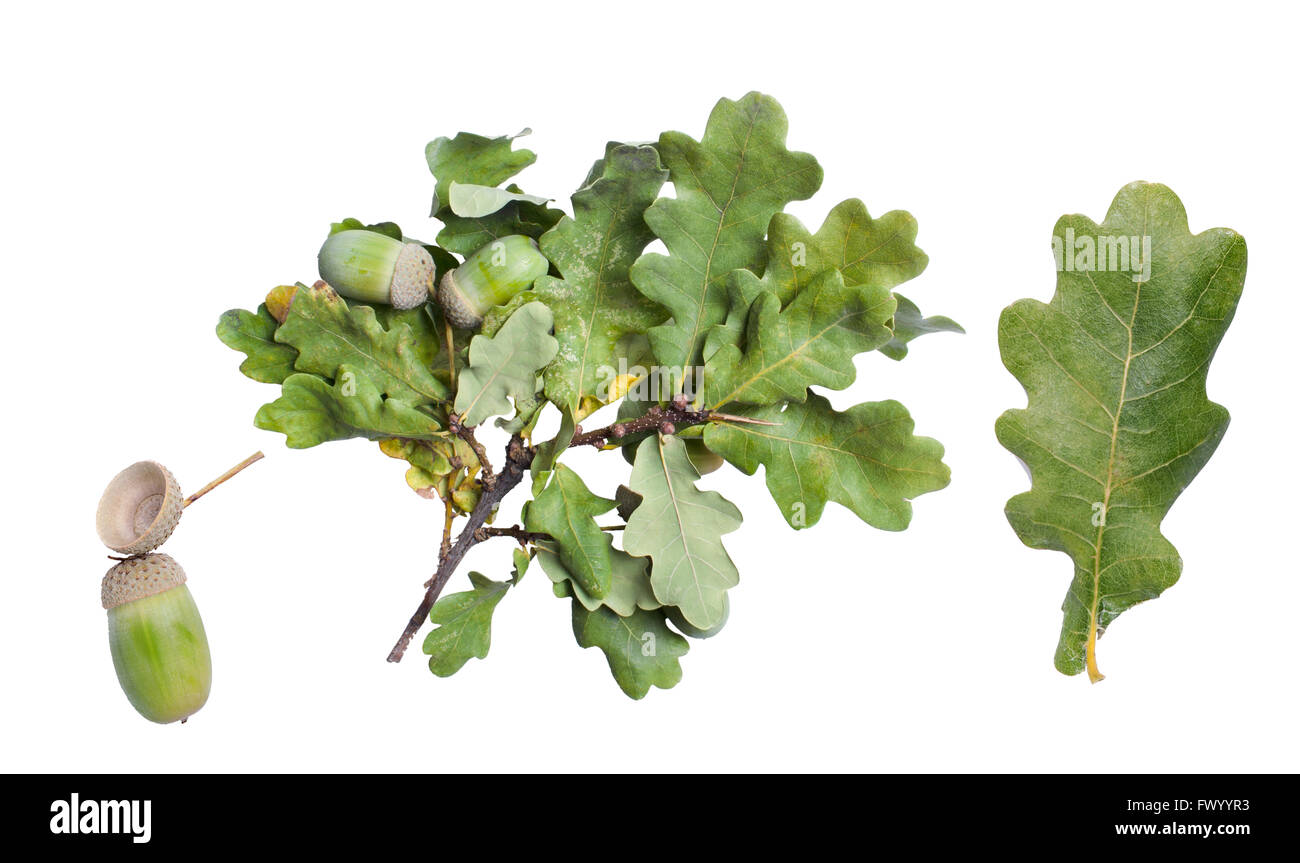Foglie di quercia, ramo e acorn isolato su sfondo bianco. Foto Stock