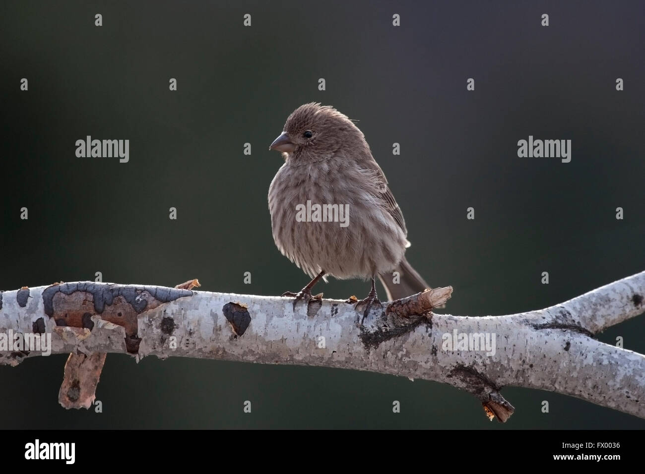 Pine lucherino posatoi sul ramo di betulla Foto Stock