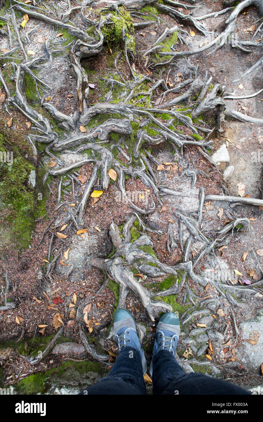Radici di alberi e foglie in una foresta a tempo di discesa su un sentiero Foto Stock