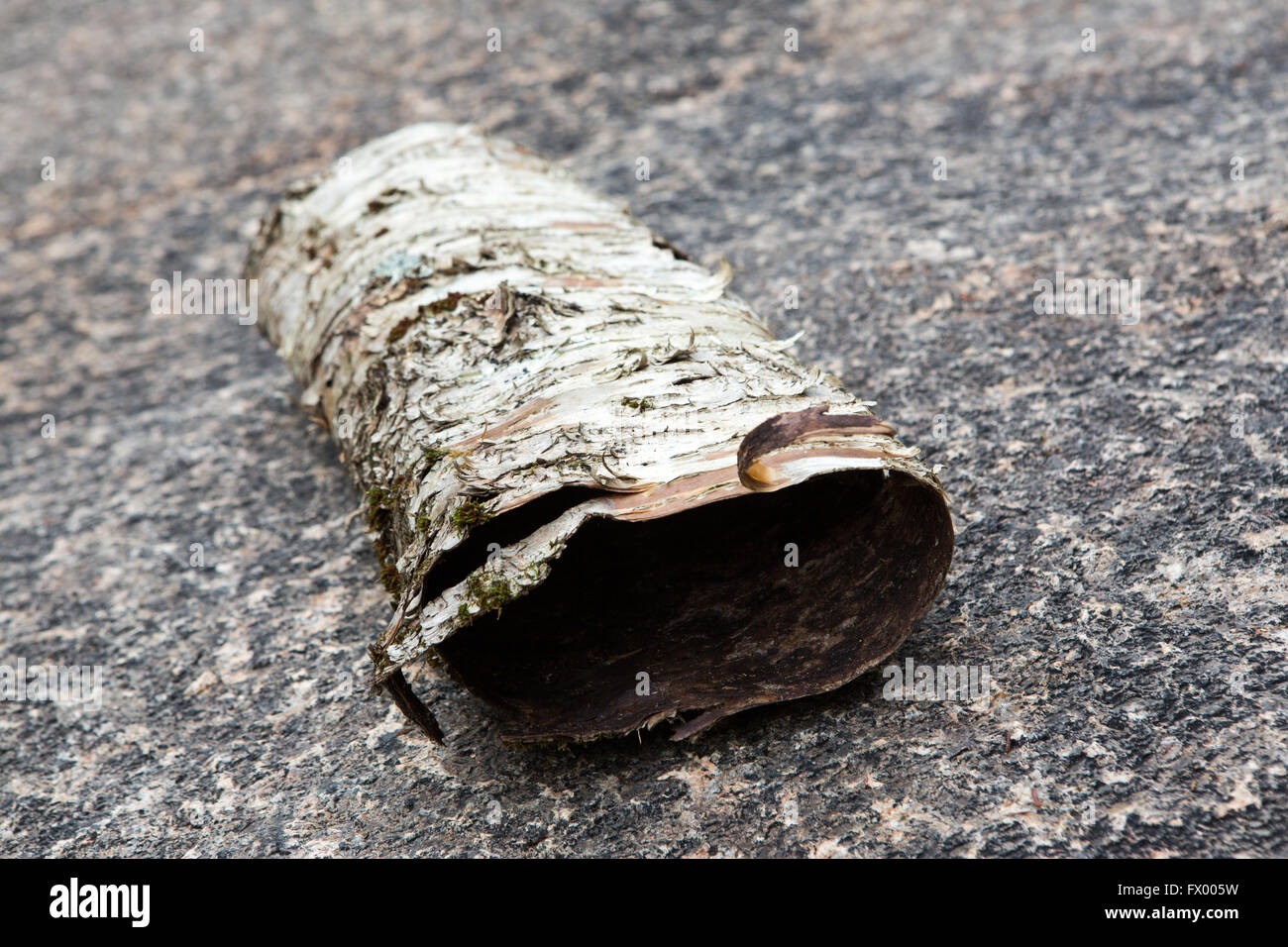 Radici di alberi e foglie in una foresta al tempo di caduta Foto Stock