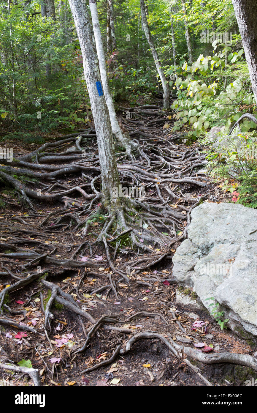 Radici di alberi e foglie in una foresta a tempo di discesa su un sentiero Foto Stock