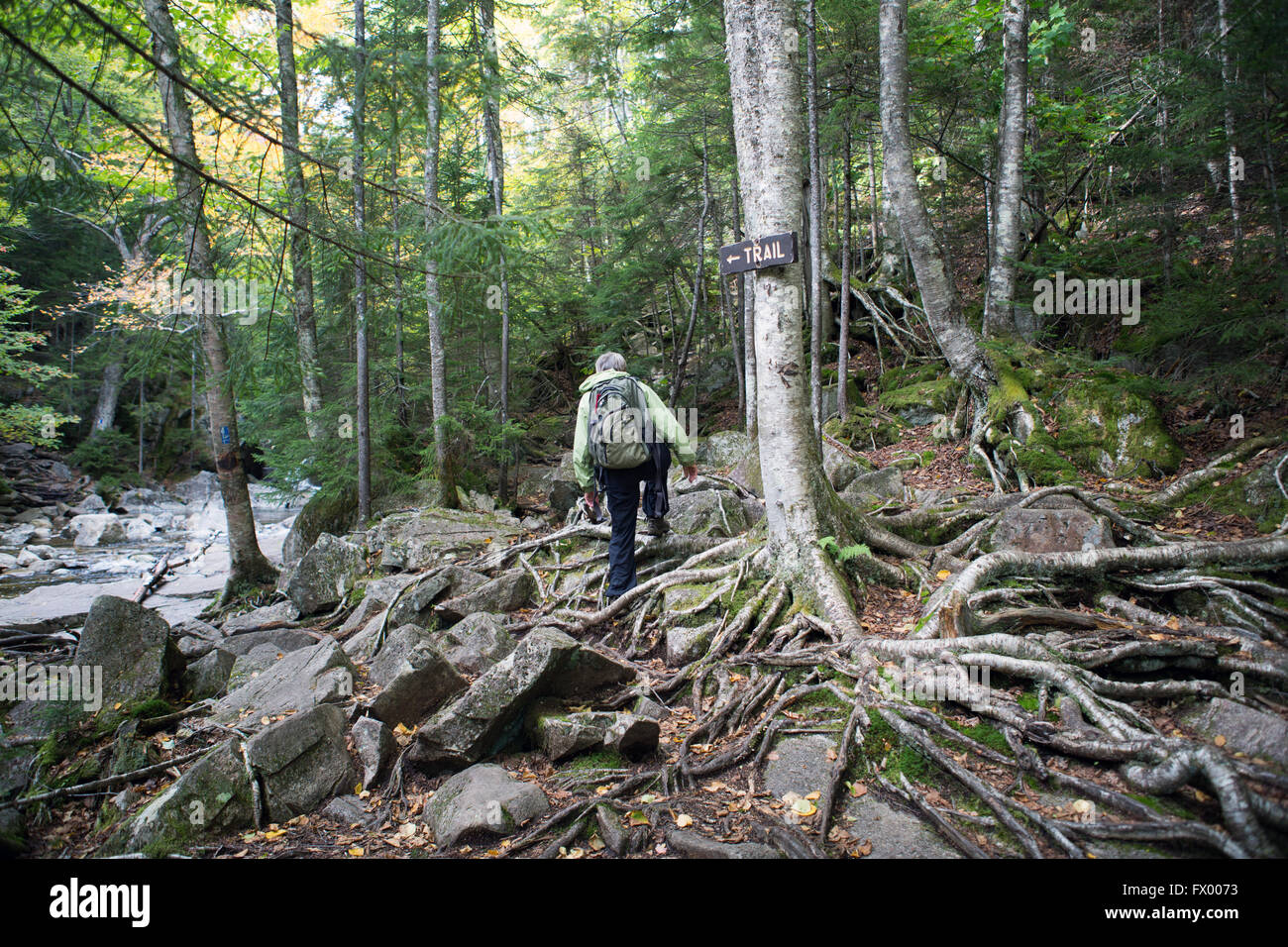 Radici di alberi e foglie in una foresta a tempo di discesa su un sentiero Foto Stock