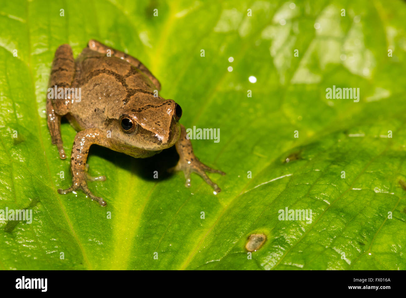 Northern Spring Peeper Foto Stock