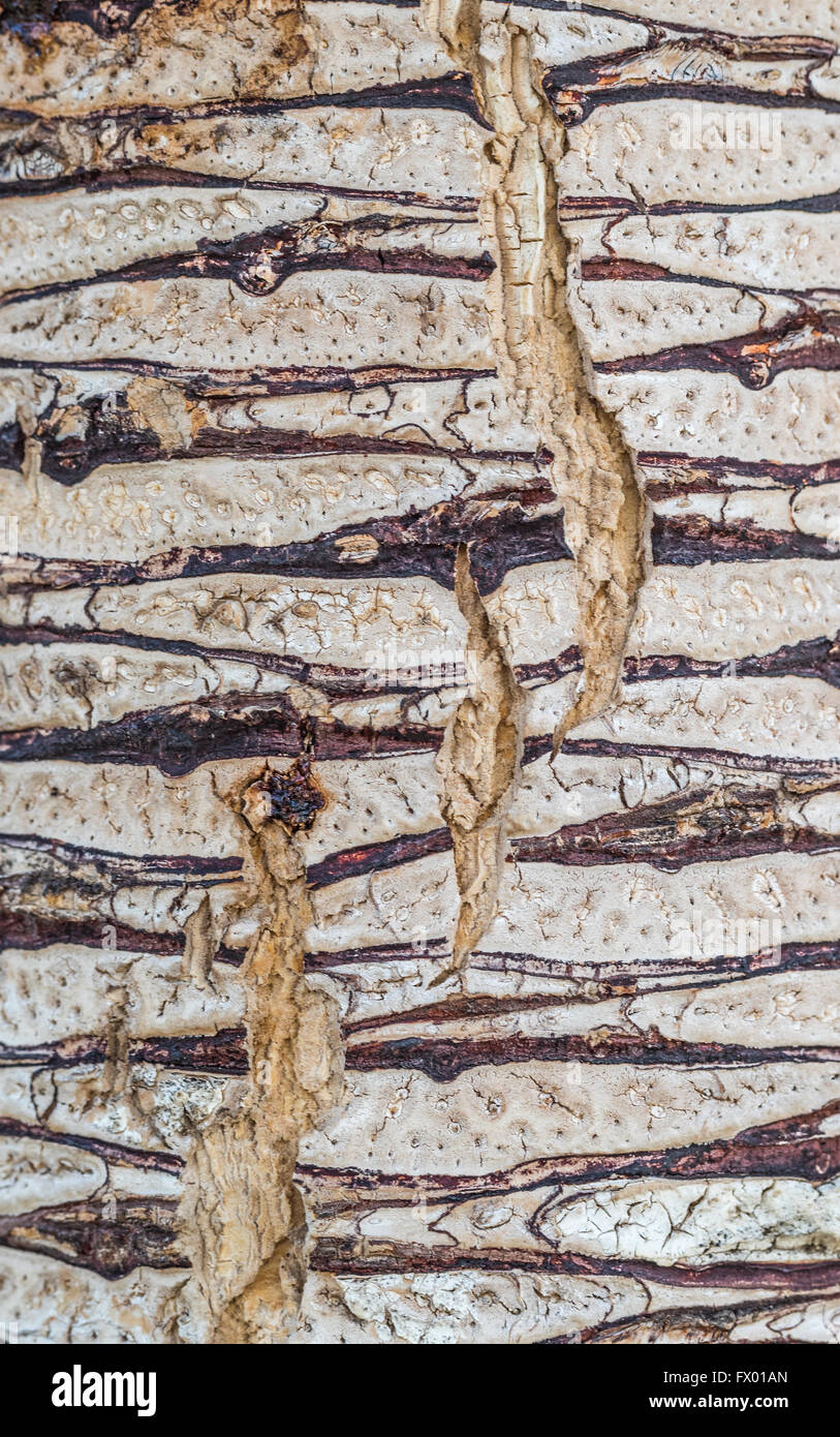 Close-up di abbattere i tagli attraverso il pattern a strisce su un Dracaena corteccia Foto Stock