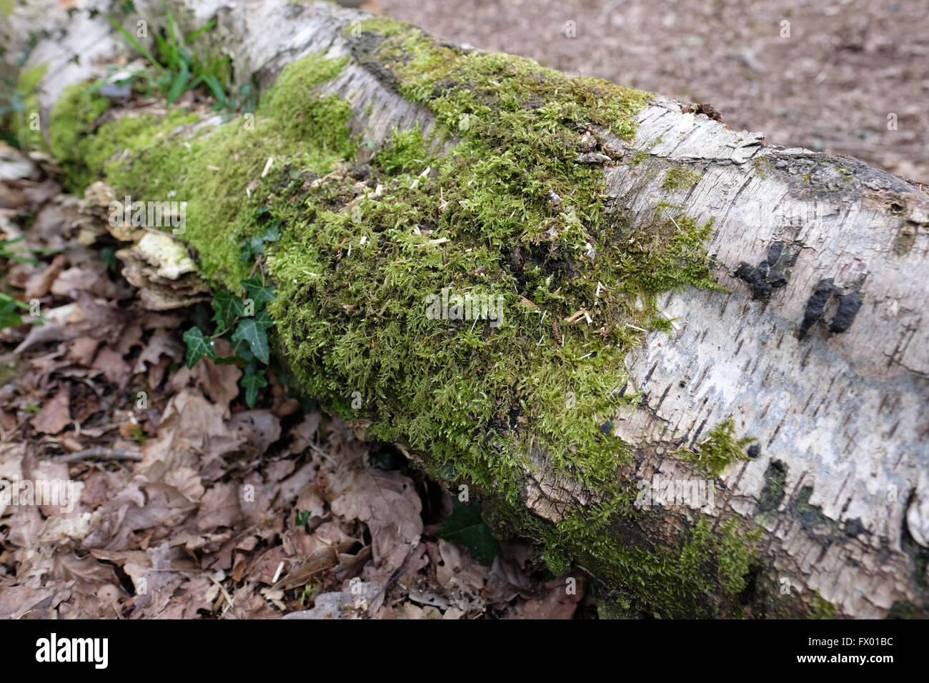 Moss che cresce su un albero caduto Foto Stock