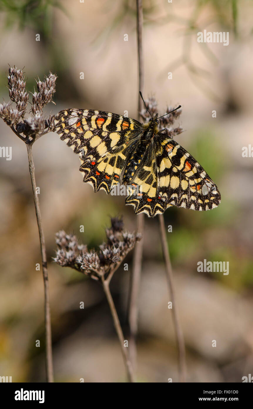 Festone spagnolo, Zerynthia rumina butterfly su bianco asfodeli, Asphodelus albus. Spagna. Andalusia. Foto Stock