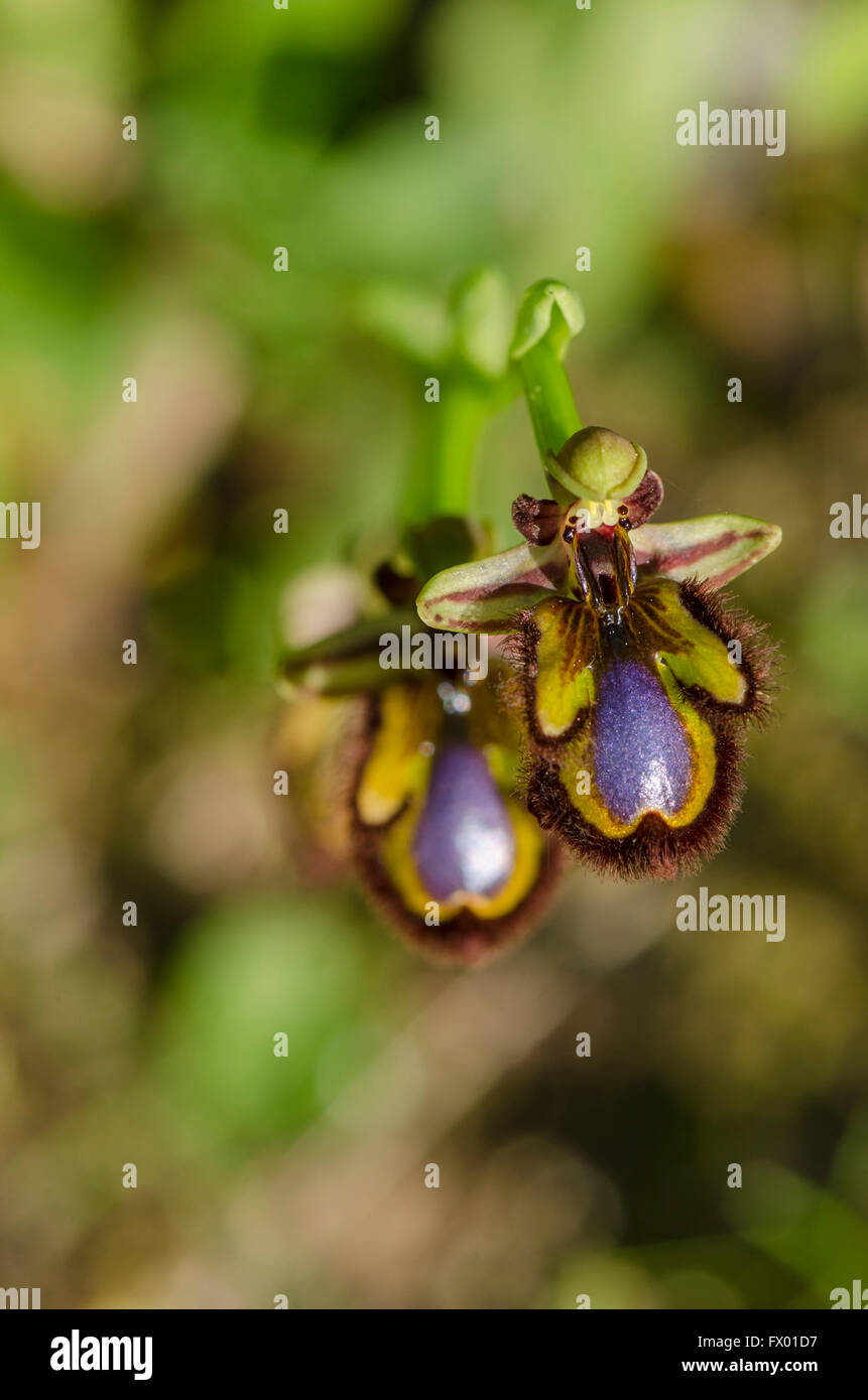 Specchio orchid, Ophrys speculum, Andalusia, Spagna meridionale. Foto Stock