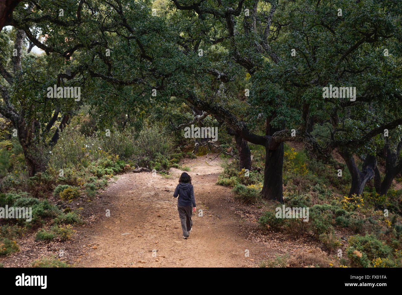 Donna jogging da soli in natura, Cork Oak Forest, Andalusia, Spagna. Foto Stock