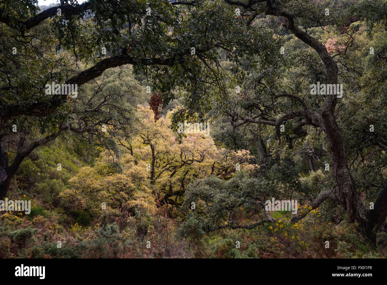 Una fitta foresta di querce da sughero, Quercus suber, montagne, Spagna meridionale. Foto Stock