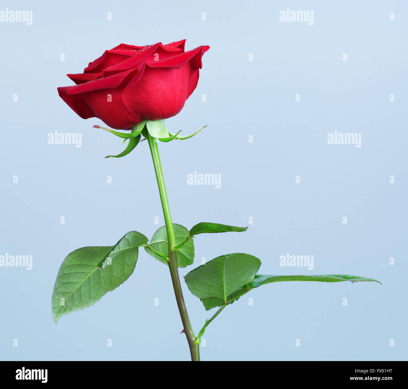 Single Red Rose fiore, su sfondo blu Foto Stock