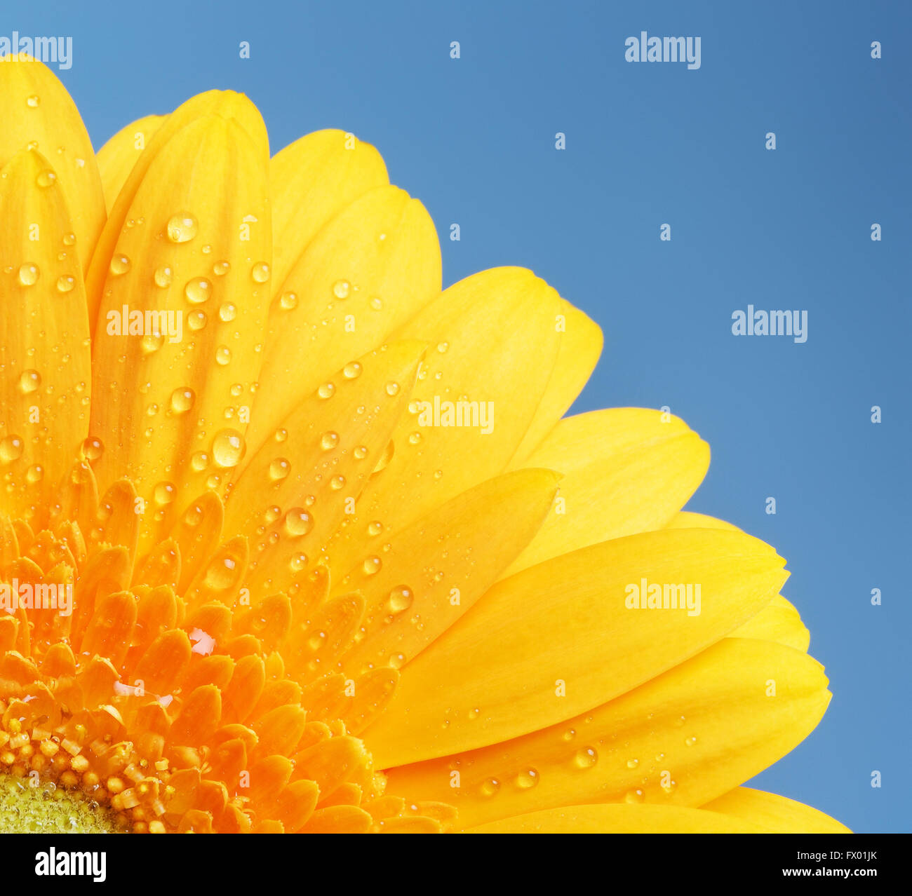 Bel colore giallo fiore di gerbera su sfondo blu Foto Stock