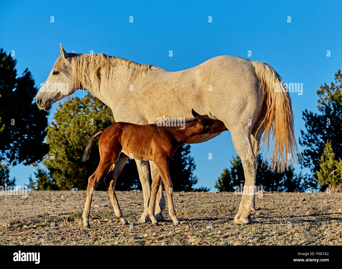 Un puledro marrone latte infermieristica da sua madre nel deserto Foto Stock