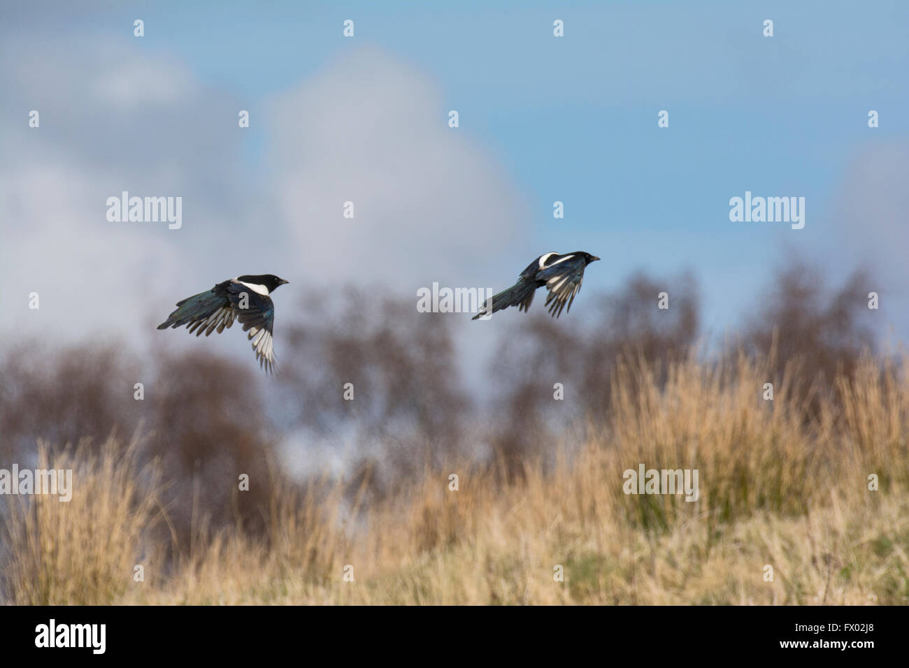 Magpies in volo Foto Stock