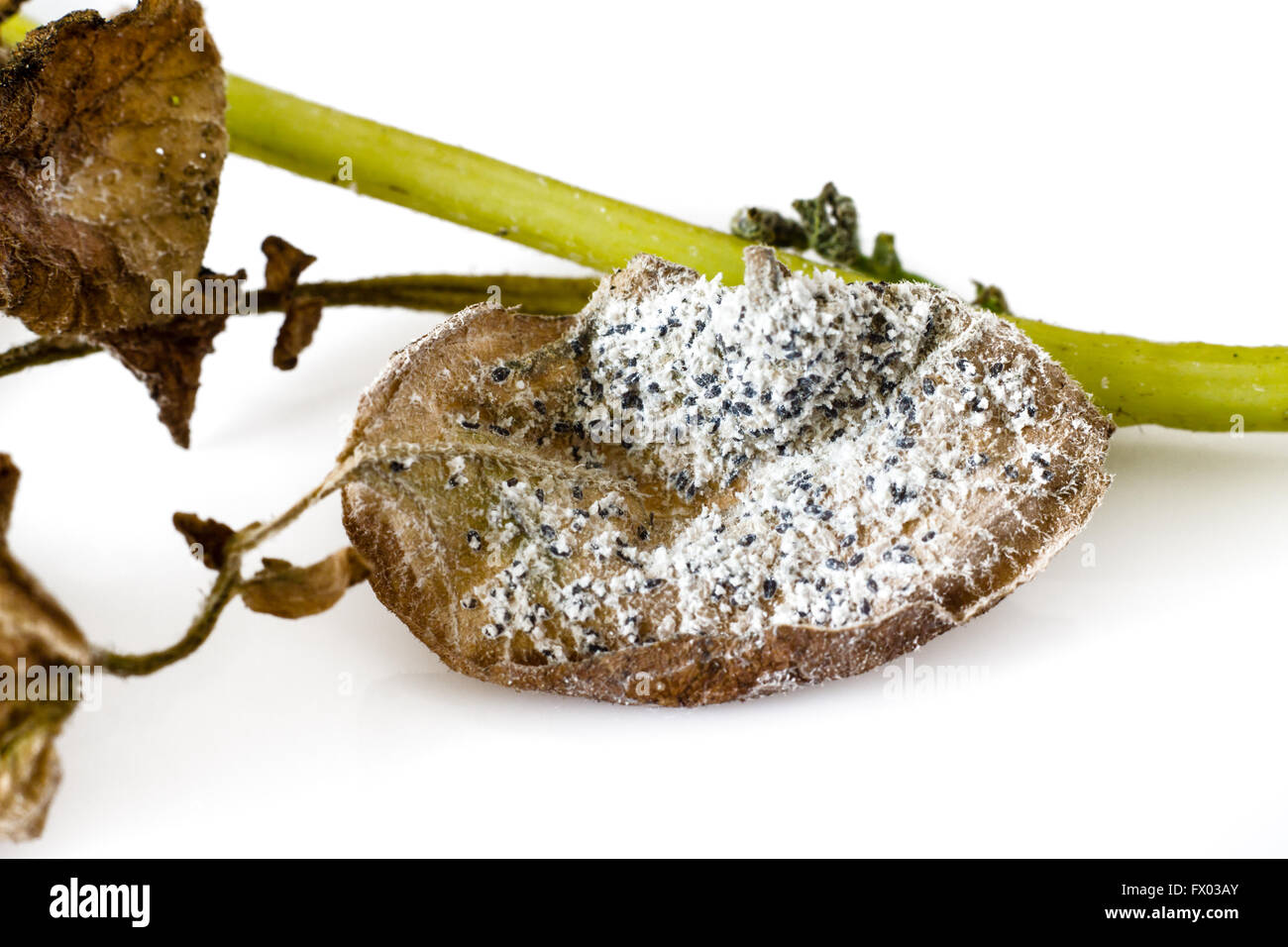 Mealybug su una foglia di patate su sfondo bianco Foto Stock