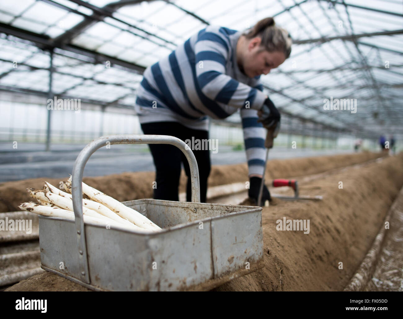 Geldern, Germania. 05 apr, 2016. Un lavoratore stagionale taglia gli asparagi in serra di Geldern, Germania, 05 aprile 2016. Foto: Monika Skolimowska/dpa/Alamy Live News Foto Stock