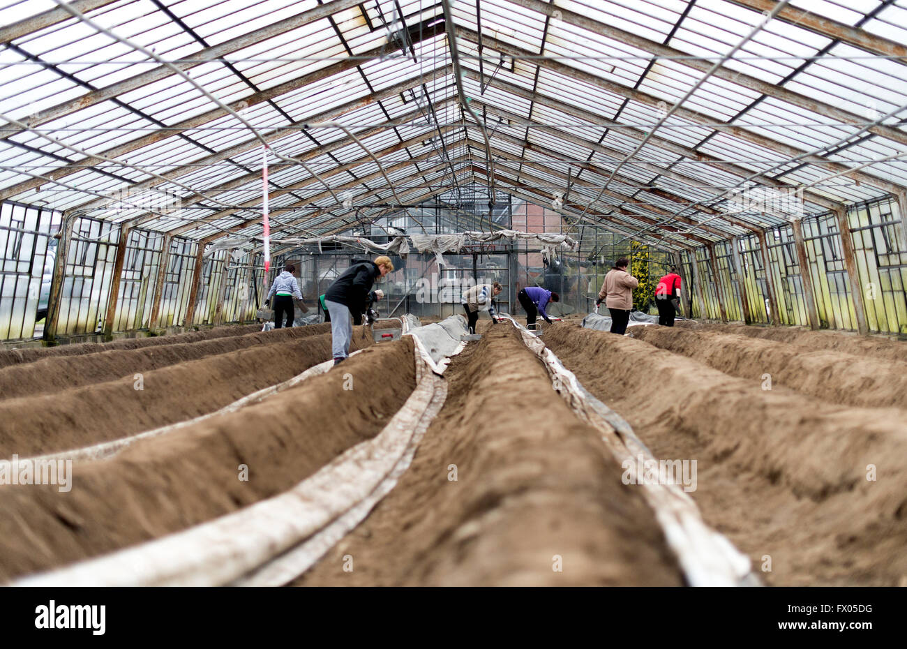 Geldern, Germania. 05 apr, 2016. I lavoratori stagionali tagliare gli asparagi in una serra di Geldern, Germania, 05 aprile 2016. Foto: Monika Skolimowska/dpa/Alamy Live News Foto Stock