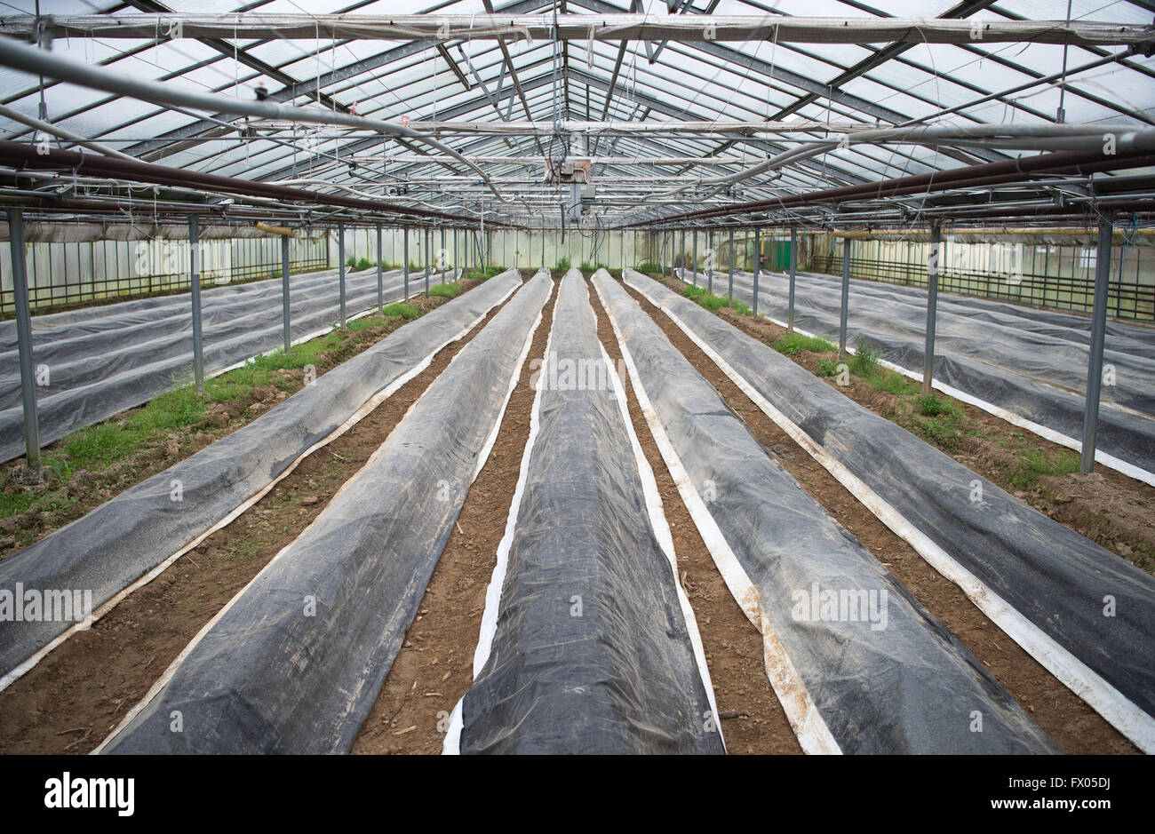 Geldern, Germania. 05 apr, 2016. Gli asparagi letti rivestiti in plastica può essere visto in una serra di Geldern, Germania, 05 aprile 2016. Foto: Monika Skolimowska/dpa/Alamy Live News Foto Stock