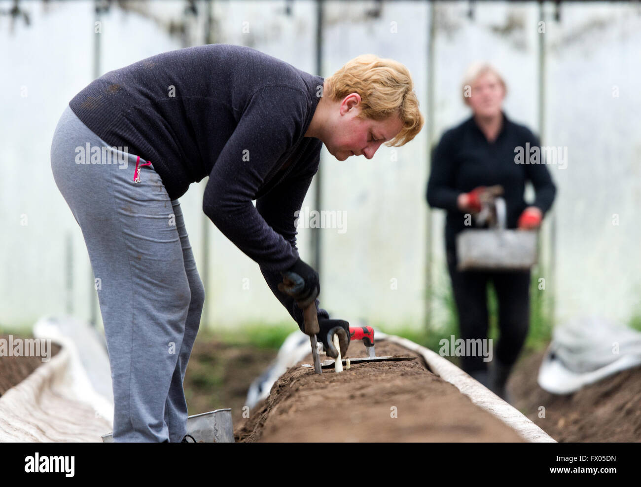 Geldern, Germania. 05 apr, 2016. Lavoratore stagionale Agnieszka taglia gli asparagi in serra di Geldern, Germania, 05 aprile 2016. Foto: Monika Skolimowska/dpa/Alamy Live News Foto Stock