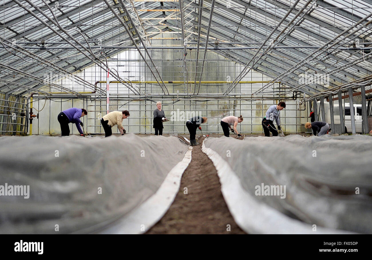 Geldern, Germania. 05 apr, 2016. I lavoratori stagionali tagliare gli asparagi in una serra di Geldern, Germania, 05 aprile 2016. Foto: Monika Skolimowska/dpa/Alamy Live News Foto Stock