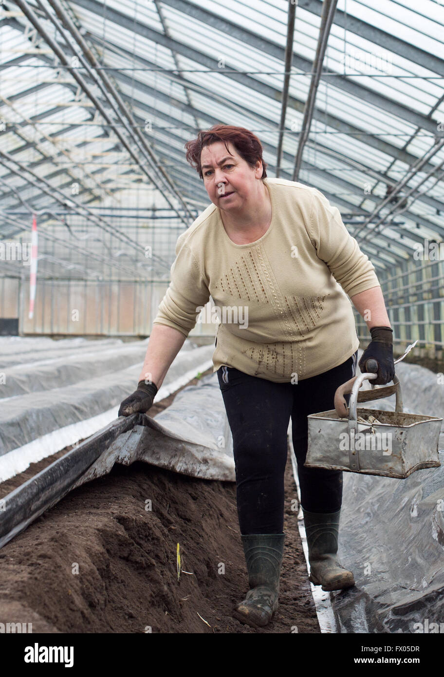 Geldern, Germania. 05 apr, 2016. Lavoratore stagionale Teresa copre un letto di asparagi con plastica in Geldern, Germania, 05 aprile 2016. Foto: Monika Skolimowska/dpa/Alamy Live News Foto Stock