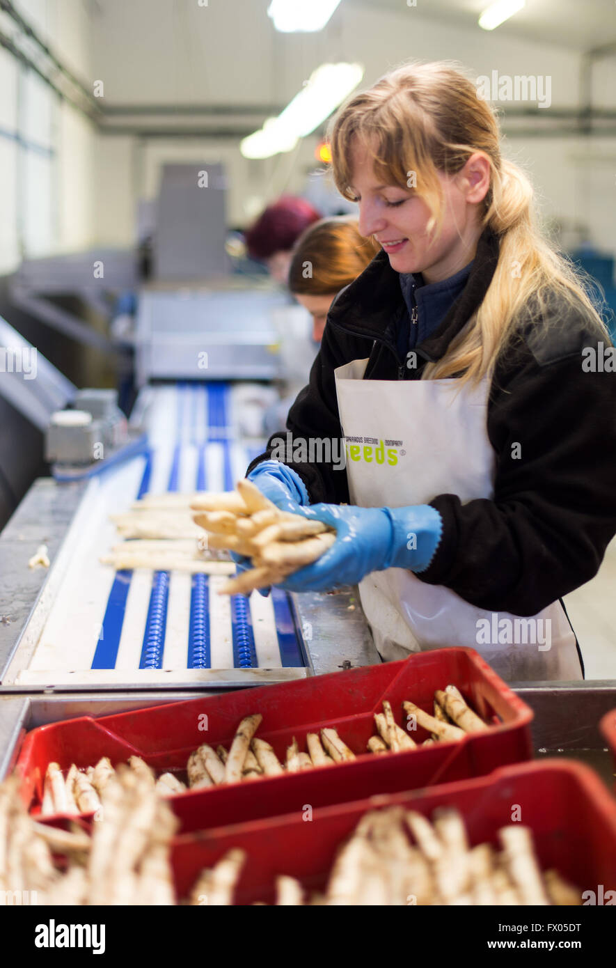 Geldern, Germania. 05 apr, 2016. Un lavoratore ordina appena raccolto asparagi al Allofs asparagi in fattoria Geldern, Germania, 05 aprile 2016. Foto: Monika Skolimowska/dpa/Alamy Live News Foto Stock