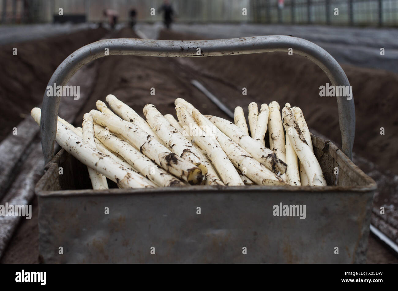 Geldern, Germania. 05 apr, 2016. Appena raccolto asparagi giace su un cestello in una serra di Geldern, Germania, 05 aprile 2016. Foto: Monika Skolimowska/dpa/Alamy Live News Foto Stock