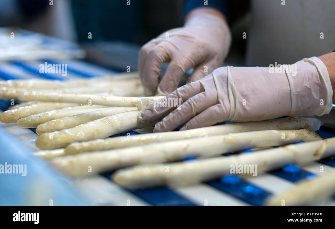 Geldern, Germania. 05 apr, 2016. Un lavoratore ordina appena raccolto asparagi al Allofs asparagi in fattoria Geldern, Germania, 05 aprile 2016. Foto: Monika Skolimowska/dpa/Alamy Live News Foto Stock