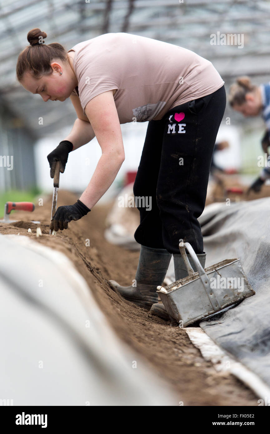 Geldern, Germania. 05 apr, 2016. Un lavoratore stagionale taglia gli asparagi in Geldern, Germania, 05 aprile 2016. Foto: Monika Skolimowska/dpa/Alamy Live News Foto Stock