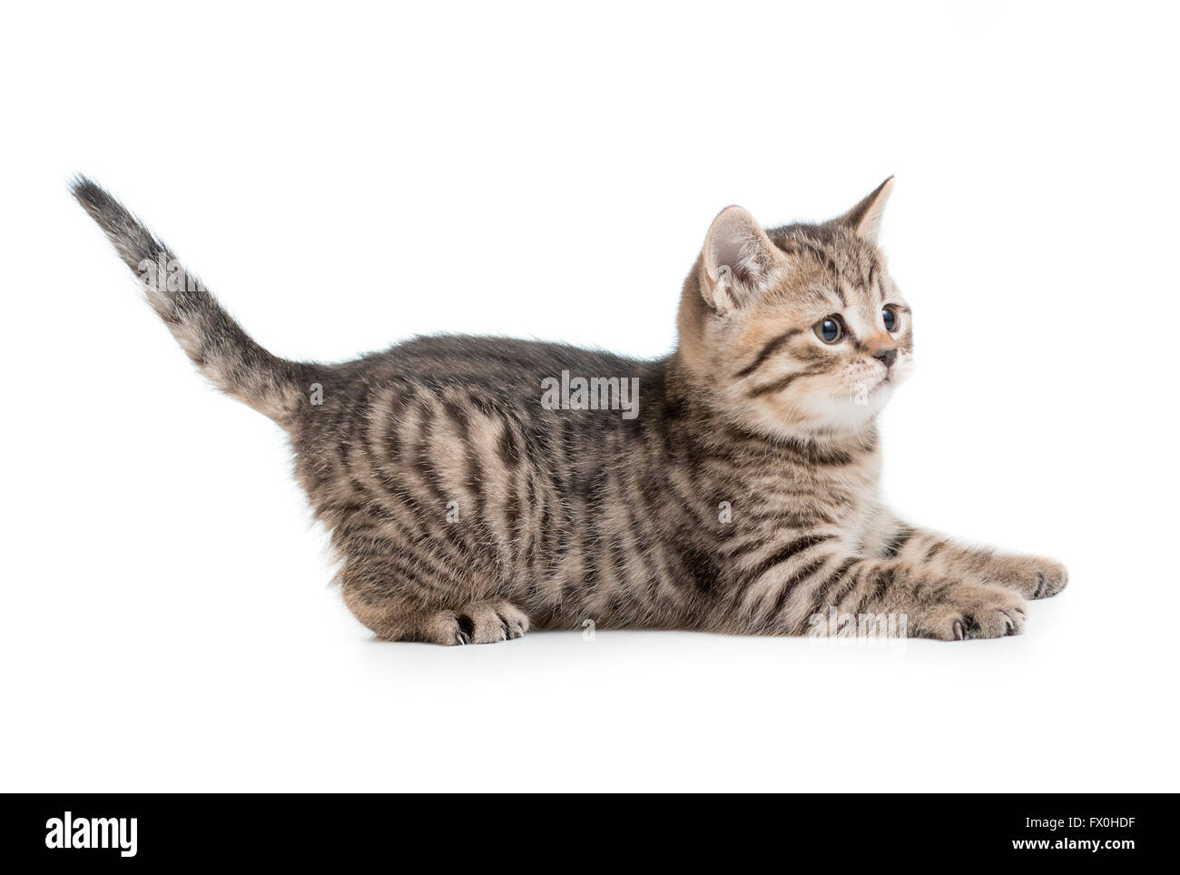 Funny kitten cat pronto al grande salto isolato Foto Stock