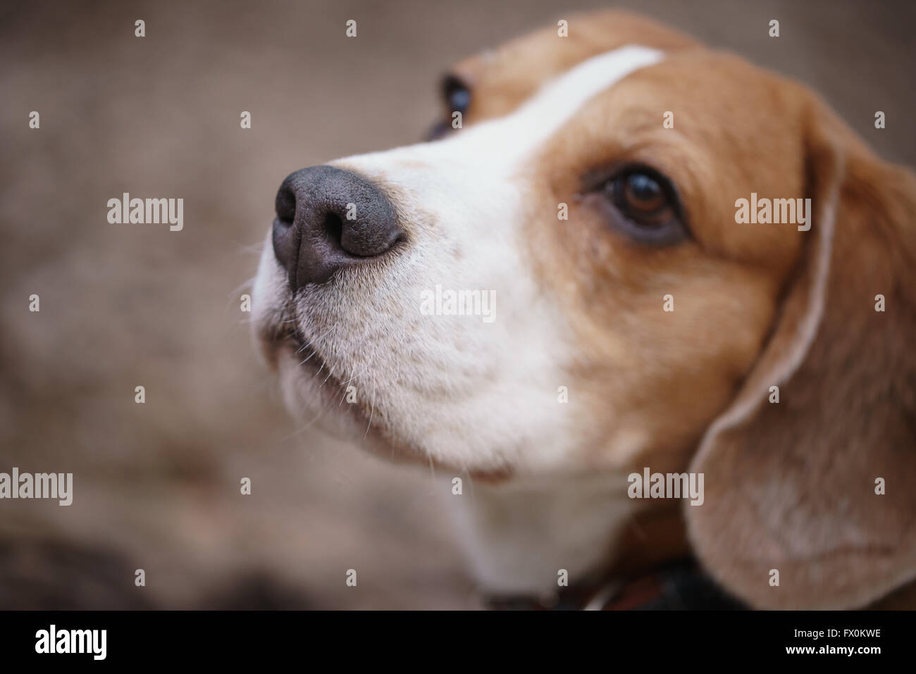 Closeup ritratto del tricolore cane beagle Foto Stock
