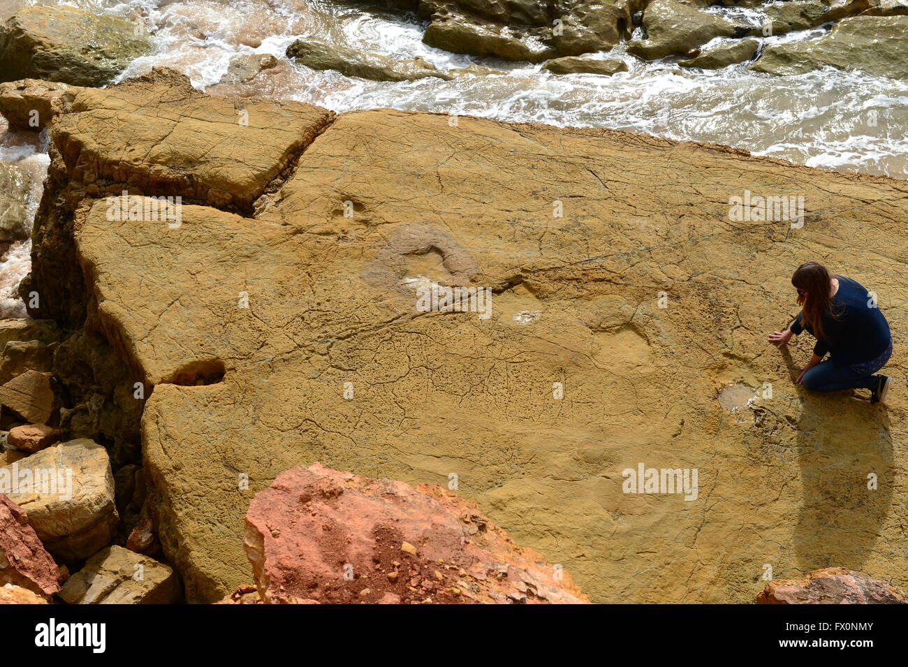 Orme di dinosauri del biped erbivori o Ornithopod tre-toed tridactyl, a salpe in Algarve Portogallo Foto Stock