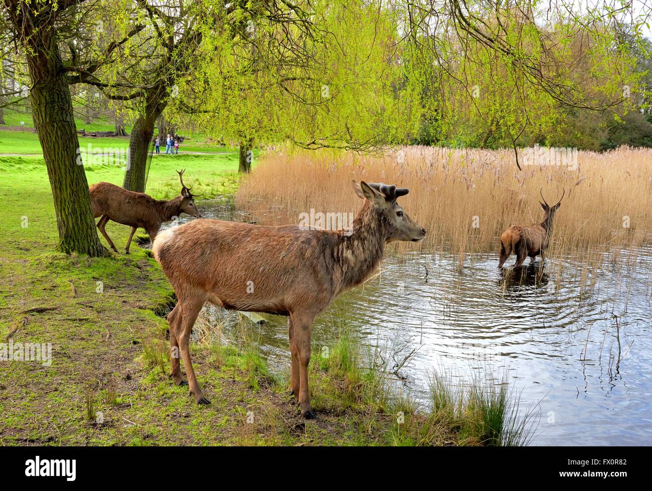 Red Deer in wollaton park nottingham England Regno Unito Foto Stock