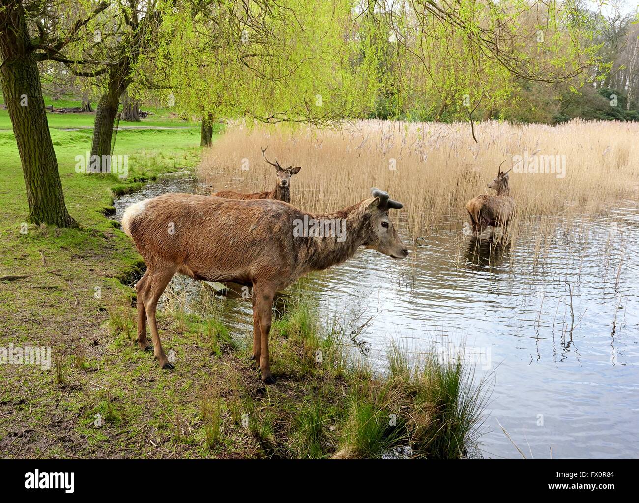 Red Deer in wollaton park nottingham England Regno Unito Foto Stock