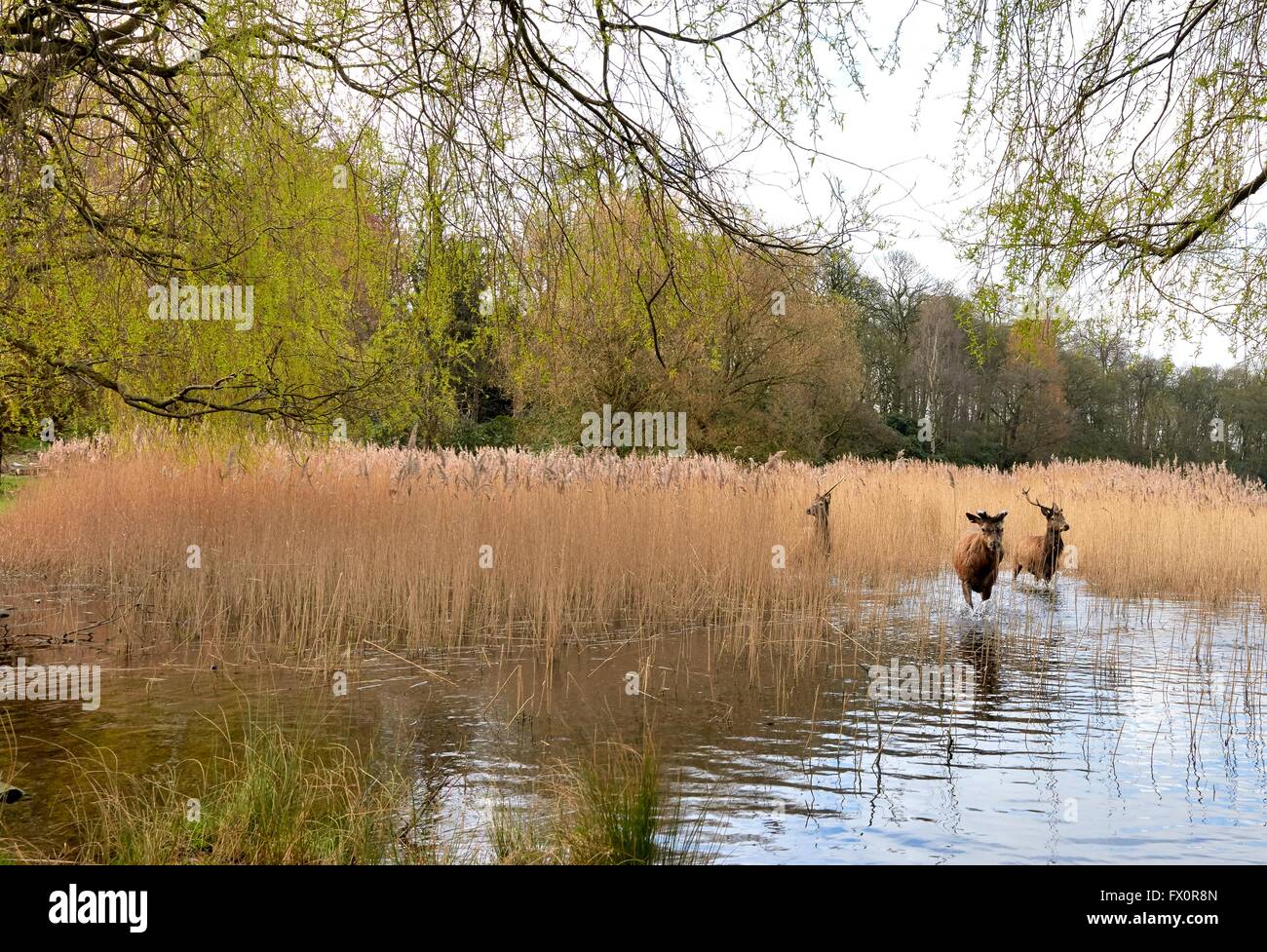Red Deer esaurimento delle canne in wollaton park Lake nottingham England Regno Unito Foto Stock