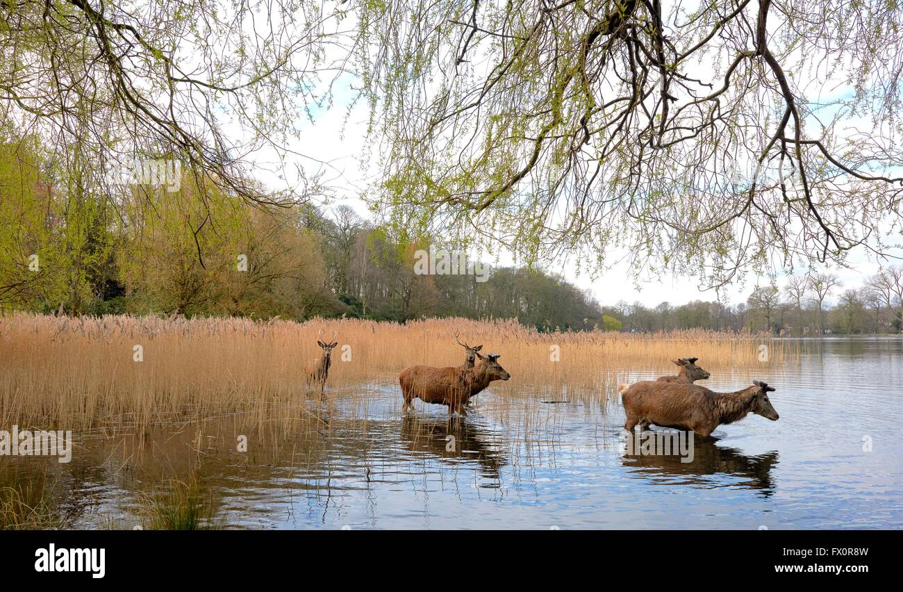 Red Deer attraversando il lago in wollaton park nottingham England Regno Unito Foto Stock