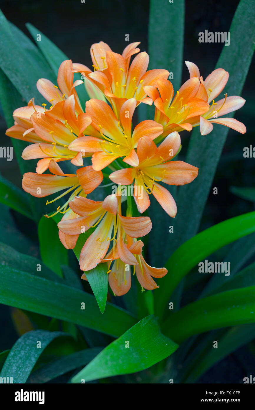 Clivia coltivazione in serra Foto Stock