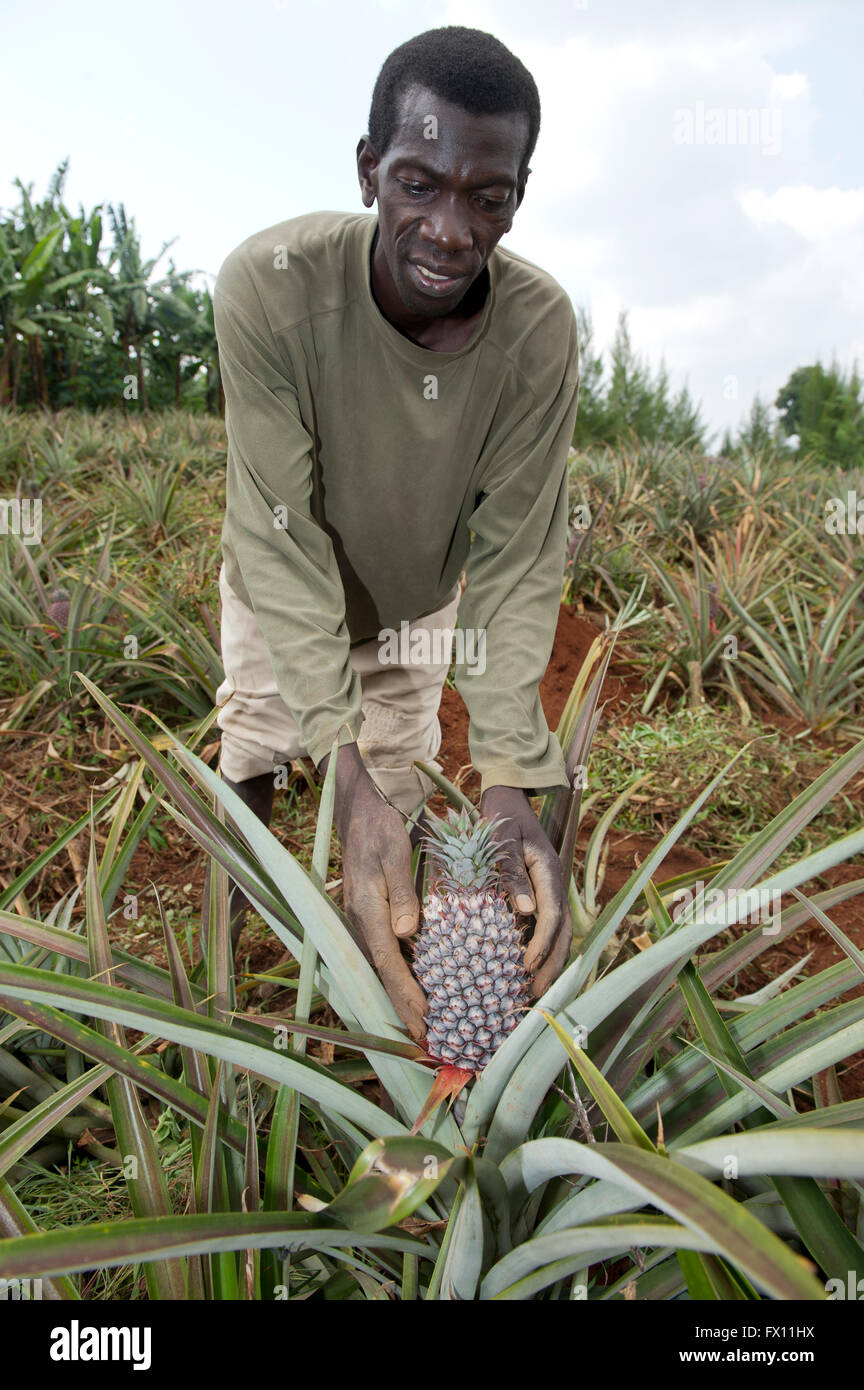 Agricoltore lavora nel campo dell'ananas, Ruanda. Foto Stock