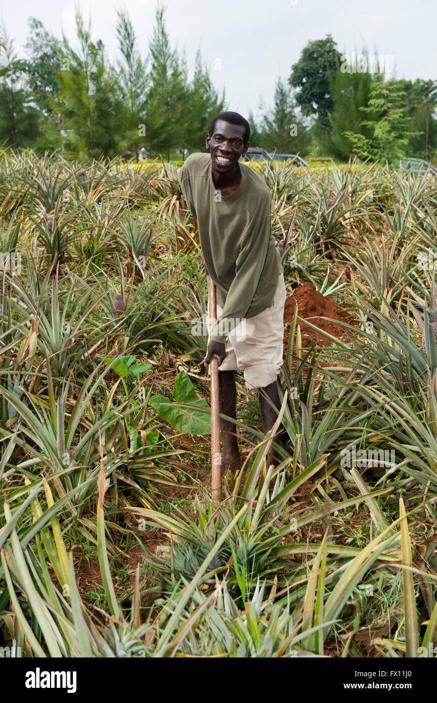 Agricoltore lavora nel campo dell'ananas, Ruanda. Foto Stock