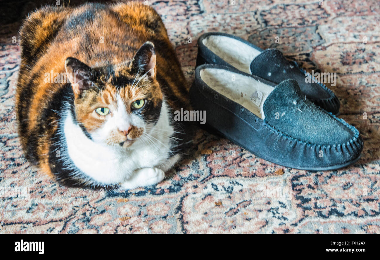 Gatto di guardia alla mia pantofole sul soggiorno piano Ray Boswell Foto Stock