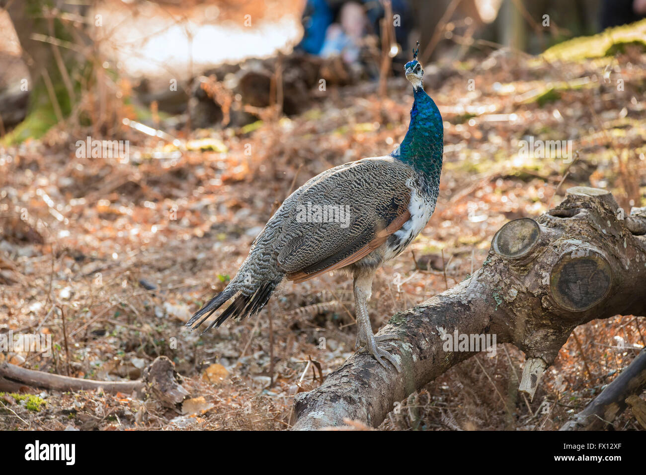 Bella peahen sono ' appollaiati nel paesaggio forestale Foto Stock