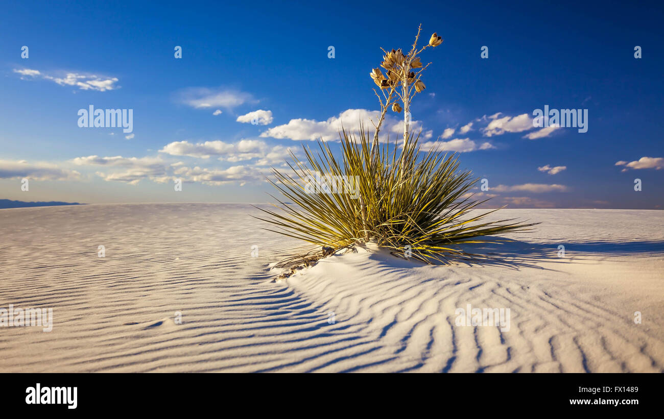 Yucca impianto sulle dune di sabbia in White Sands National Monument in New Mexico Foto Stock
