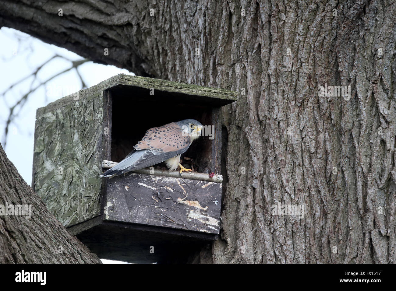 Il Gheppio, il Falco tinnunculus, maschio singolo sulla scatola di nido, Warwickshire, Aprile 2016 Foto Stock